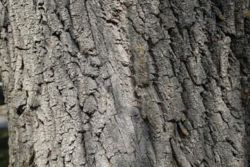 Blumen im Frühling in der Sonne