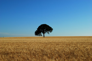 Obraz premium Una quercia nel campo di frumento