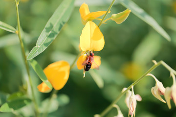 Bee , Queen bee , Flower , yellow flower , nature