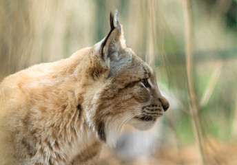 Lynx lynx - mammalia