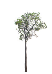 Tree isolated on white