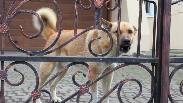 Guard dog. Barking angry aggressive dog. Dog is guarding his master's house. Video contains sound.