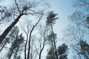 Waggling coniferous trees from below  Low angle view of calmly shaking tall evergreen trees in tranquil woods