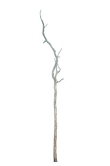 Dead tree isolated on white background