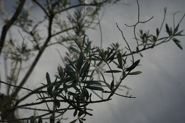 Blumen im Frühling in der Sonne