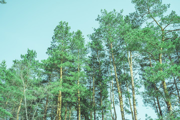 Peaceful empty coniferous park  Seasonal empty park with evergreen tranquil trees in soft daylight