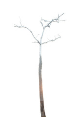 Fototapeta premium Dead tree isolated on white background