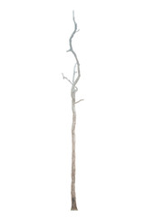 Dead tree isolated on white background