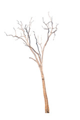 Dry tree isolated on white