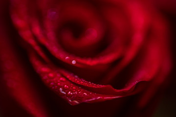softfocus Red rose closeup with drop macro photo