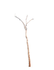 Dead tree isolated on white background