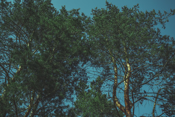 Waggling coniferous trees from below  Low angle view of calmly shaking tall evergreen trees in tranquil woods