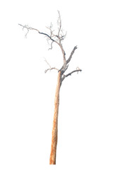 Dead tree isolated on white background