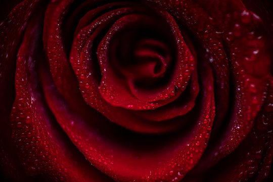 softfocus Red rose closeup with drop macro photo