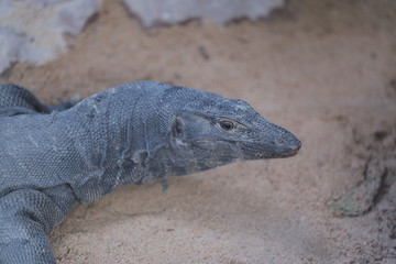 animal , Wild animal , reptile