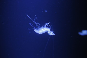 Obraz na płótnie Canvas Jellyfish , see , dark see