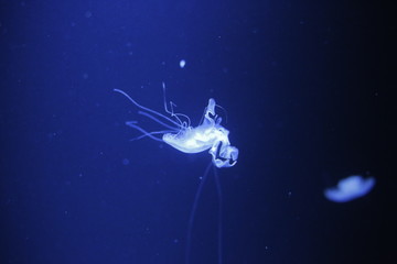Jellyfish , see , dark see