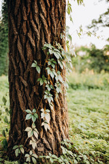 tree forest climbing plants light