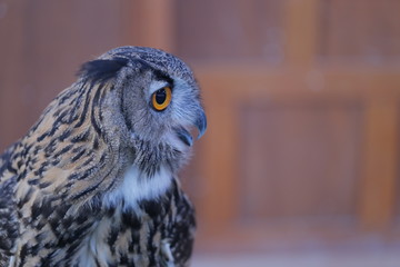 animal , Wild animal , reptile , Bird , owl