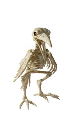 Skeleton Raven on a white background.
