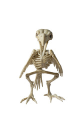 Skeleton Raven on a white background.