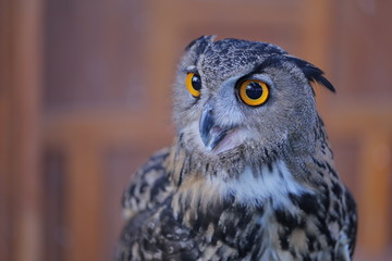 animal , Wild animal , reptile , Bird , owl