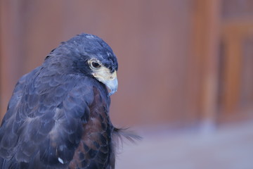 animal , Wild animal , reptile , Bird , owl