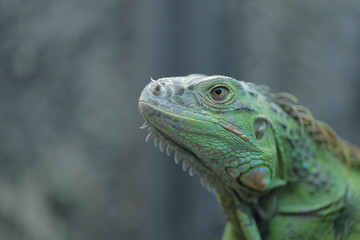 Obraz premium animal , Wild animal , reptile