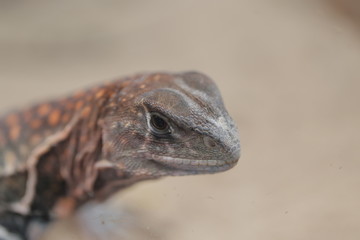 animal , Wild animal , reptile