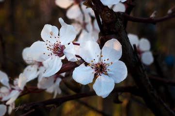 Weiße Kirschblüten am Abend