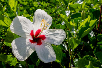 Closeup, red white chaba flower on the green trees in graden park