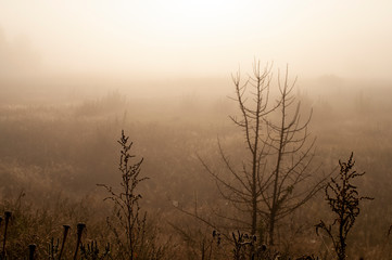 Early morning in the field with autumn fog and drops of water in the air. Tints of brown. Nothing could be seeing far away. Beautiful mistery landscape