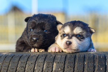 Portrait of two little puppies.