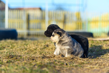 Naklejka na ściany i meble Two little puppies in the open air.