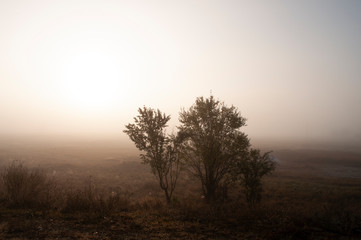 Naklejka na ściany i meble Early morning in the field with autumn fog and drops of water in the air. Tints of brown. Nothing could be seeing far away. Beautiful mistery landscape