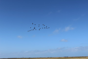 Hilgenriedersiel, Wadden Sea Germany:Ringlet geese in the blue sky