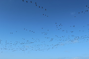 Hilgenriedersiel, Wadden Sea Germany:Ringlet geese in the blue sky