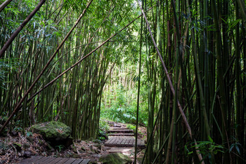 Obraz premium Dense bamboo forest at the Pipiwai trail