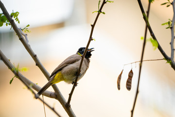 Arabian nightingale