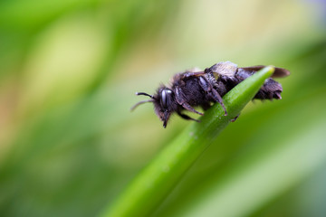 Early spring bee fly