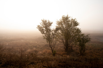 Fototapeta na wymiar Early morning in the field with autumn fog and drops of water in the air. Tints of brown. Nothing could be seeing far away. Beautiful mistery landscape