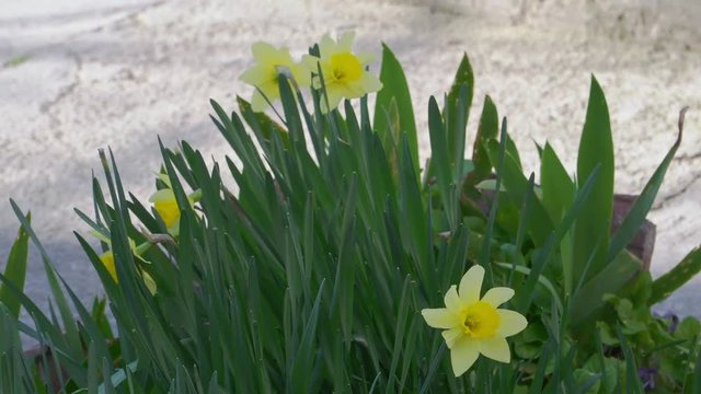 Beautiful yellow narcicus blooms wonderfully