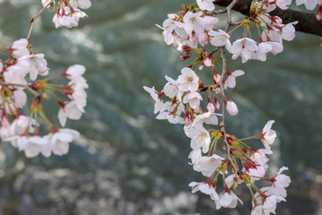 京都ぶらり、岡崎の疎水あたりの桜