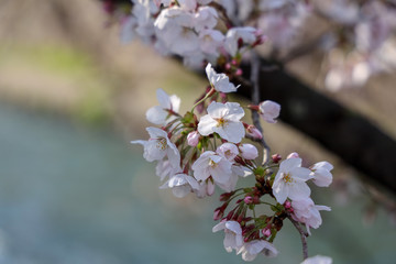 京都ぶらり、岡崎の疎水あたりの桜