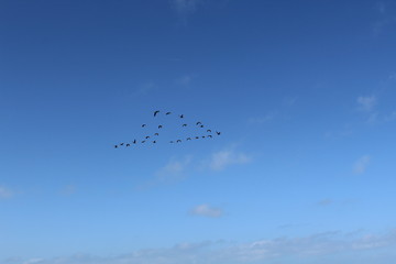Hilgenriedersiel, Wadden Sea Germany:Ringlet geese in the blue sky