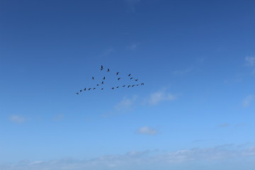 Hilgenriedersiel, Wadden Sea Germany:Ringlet geese in the blue sky