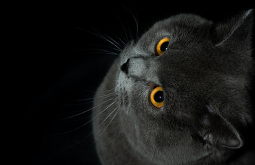 british shorthair cat in dark