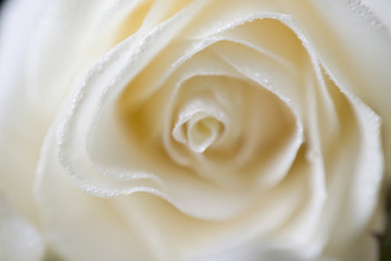 soft focus macro photo of white rose with dew drops