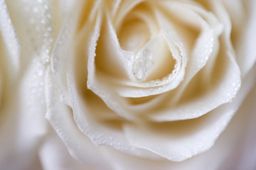 soft focus macro photo of white rose with dew drops