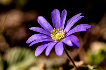 Fototapeta premium Anemonenzeit